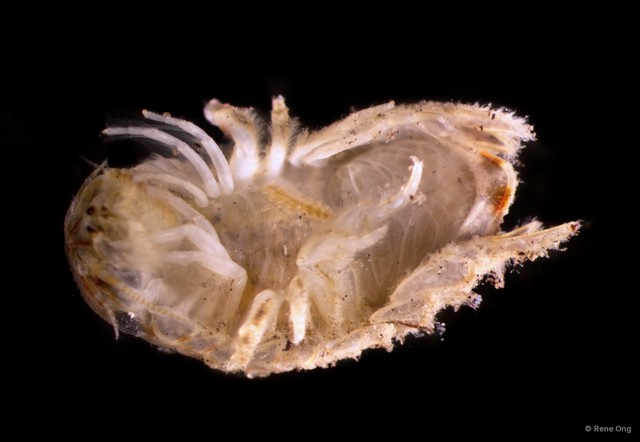 Sphaeroma sp. "cf. terebrans" • © Rene Ong • All Rights Reserved