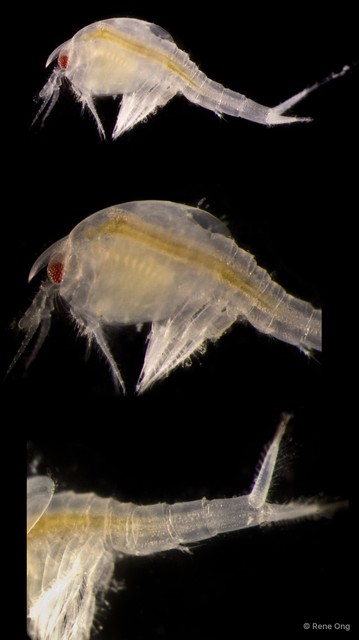 Leptostraca sp. "1" • © Rene Ong • All Rights Reserved