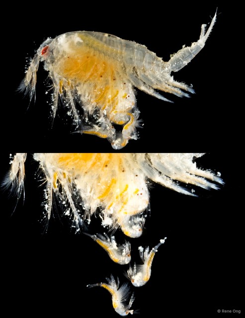 Leptostraca sp. "10" • © Rene Ong • All Rights Reserved