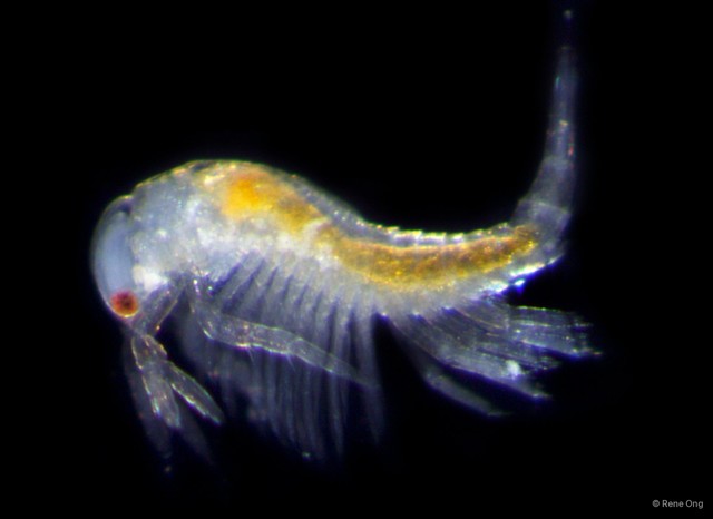 Leptostraca sp. "11" • © Rene Ong • All Rights Reserved