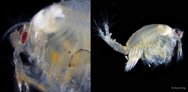 Leptostraca sp. "2" • © Rene Ong • All Rights Reserved