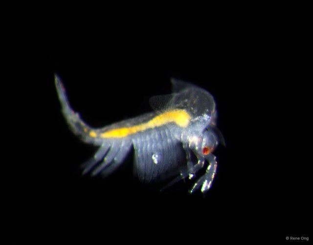 Leptostraca sp. "3" • © Rene Ong • All Rights Reserved