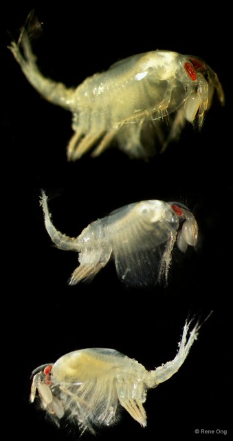 Leptostraca sp. "4" • © Rene Ong • All Rights Reserved