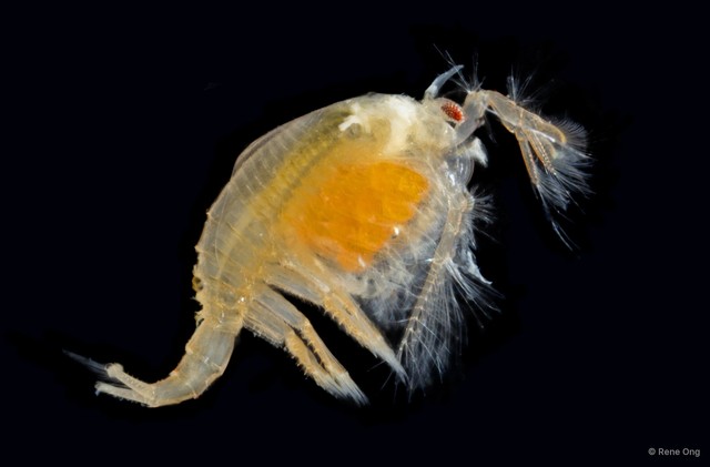 Leptostraca sp. "5" • © Rene Ong • All Rights Reserved