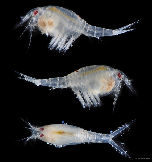 Leptostraca sp. "6" • © Arthur Anker • All Rights Reserved