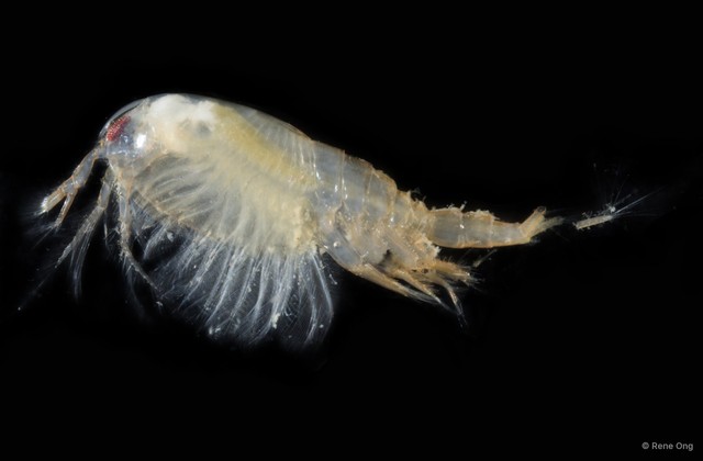 Leptostraca sp. "7" • © Rene Ong • All Rights Reserved