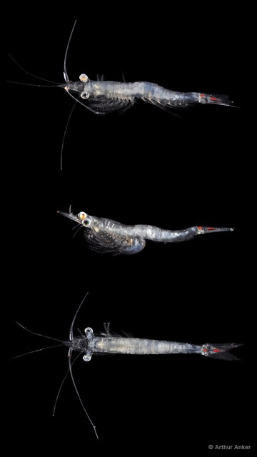 Mysida sp. "JS-2393" • © Arthur Anker • All Rights Reserved