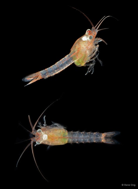 Mysida sp. "SS-0334" • © Rene Ong • All Rights Reserved
