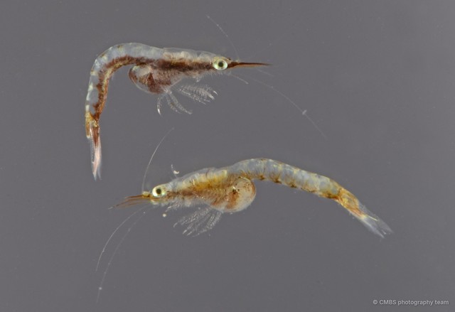 Mysida sp. "SS-3708" • © CMBS photography team • All Rights Reserved