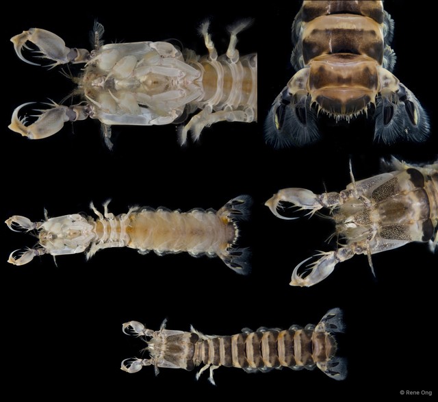 Stomatopoda sp. "Banded mantis shrimp 1" • © Rene Ong • All Rights Reserved