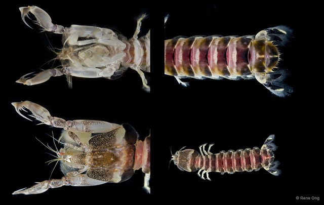 Stomatopoda sp. "Banded mantis shrimp 2" • © Rene Ong • All Rights Reserved