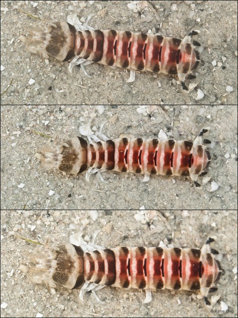Stomatopoda sp. "Banded mantis shrimp" • © Rene Ong • All Rights Reserved