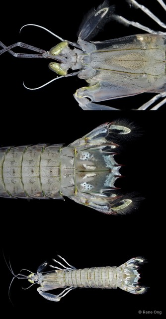 Stomatopoda sp. "Mantis shrimp 1" • © Rene Ong • All Rights Reserved