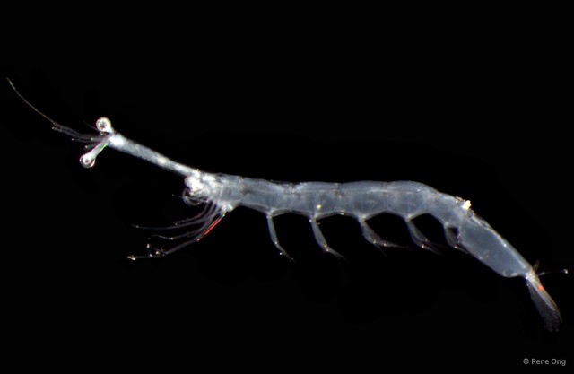 Stomatopoda sp. "Mantis shrimp 2 (larvae)" • © Rene Ong • All Rights Reserved