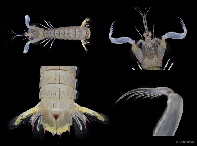 Stomatopoda sp. "Mantis shrimp 4" • © Arthur Anker • All Rights Reserved