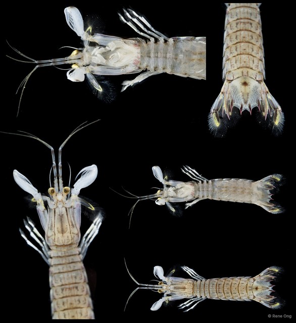 Stomatopoda sp. "Mantis shrimp 5" • © Rene Ong • All Rights Reserved