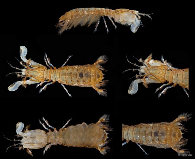 Stomatopoda sp. "Mantis shrimp 6" • © Rene Ong • All Rights Reserved