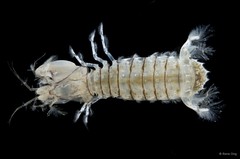 Stomatopoda sp. "Mantis shrimp 7"