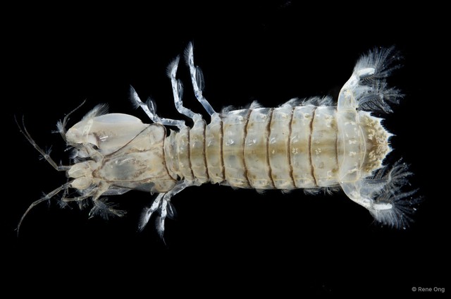 Stomatopoda sp. "Mantis shrimp 7" • © Rene Ong • All Rights Reserved