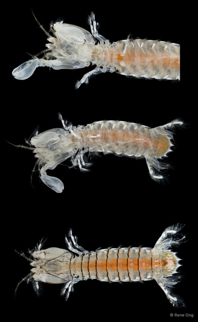 Stomatopoda sp. "Mantis shrimp 8" • © Rene Ong • All Rights Reserved
