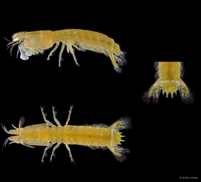 Gonodactylellus sentosa • © Arthur Anker • All Rights Reserved
