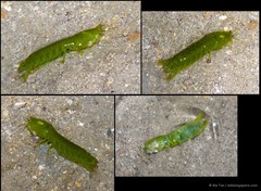 Gonodactylellus viridis • © Ria Tan • All Rights Reserved
