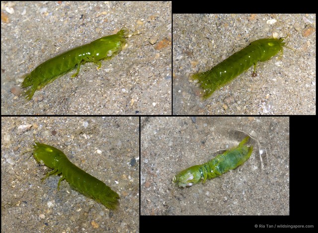 Gonodactylellus viridis