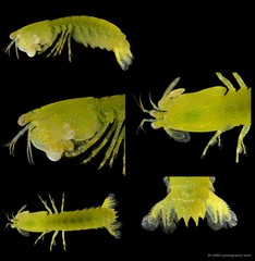 Gonodactylellus viridis • © CMBS photography team • All Rights Reserved