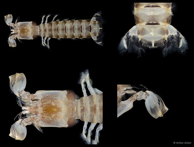 Acanthosquilla derijardi • © Arthur Anker • All Rights Reserved