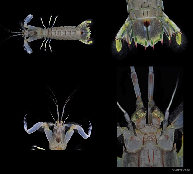 Squillidae sp. "Oratosquilla/Harpiosquilla 2" • © Arthur Anker • All Rights Reserved