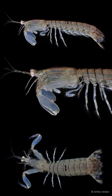 Squillidae sp. "Oratosquilla/Harpiosquilla 3" • © Arthur Anker • All Rights Reserved