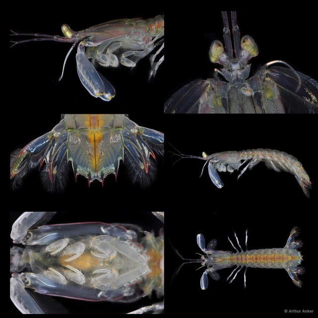 Squillidae sp. "Oratosquilla/Harpiosquilla 4" • © Arthur Anker • All Rights Reserved