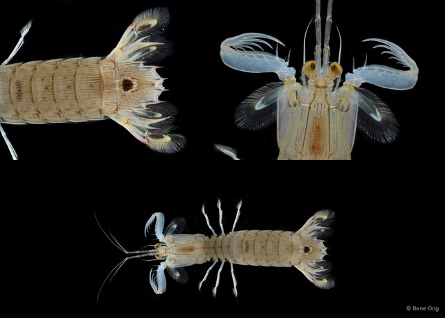 Carinosquilla lirata • © Rene Ong • All Rights Reserved