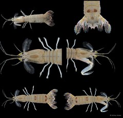 Carinosquilla multicarinata (White, 1848)