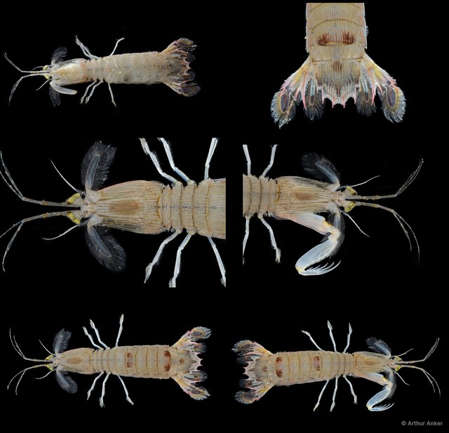 Carinosquilla multicarinata • © Arthur Anker • All Rights Reserved