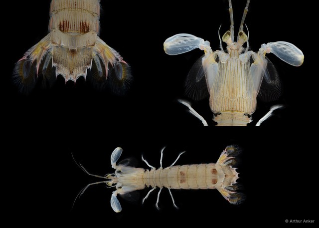 Carinosquilla multicarinata