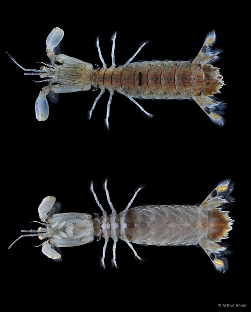 Cloridopsis scorpio