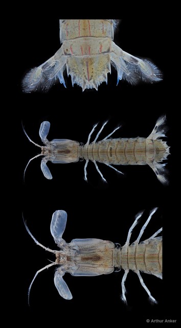 Cloridopsis scorpio