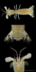 Cloridopsis scorpio • © CMBS photography team • All Rights Reserved