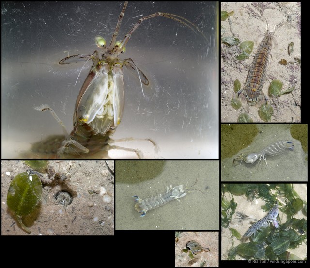 Harpiosquilla sp. "f050e153" • © Ria Tan • All Rights Reserved