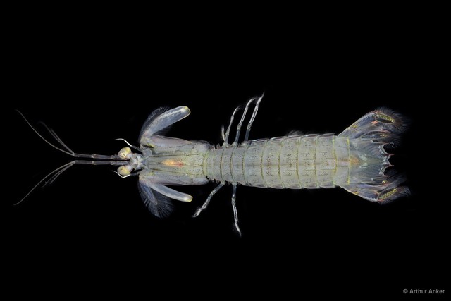 Oratosquilla sp. "da9fbcea" • © Arthur Anker • All Rights Reserved