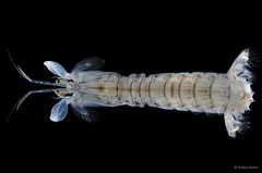 Oratosquillina anomala • © Arthur Anker • All Rights Reserved