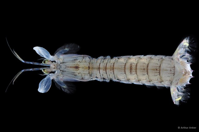 Oratosquillina anomala