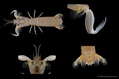 Oratosquillina anomala • © CMBS photography team • All Rights Reserved