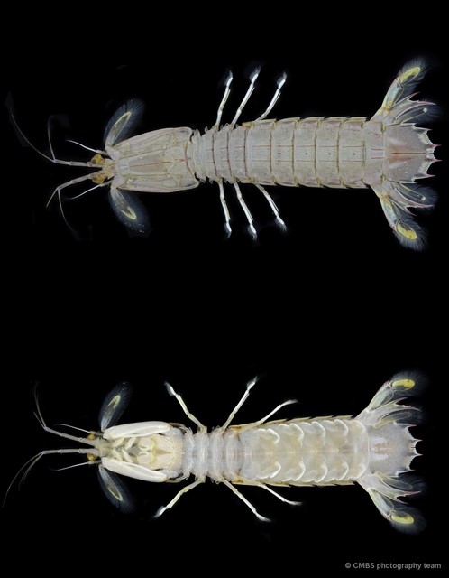 Oratosquillina anomala