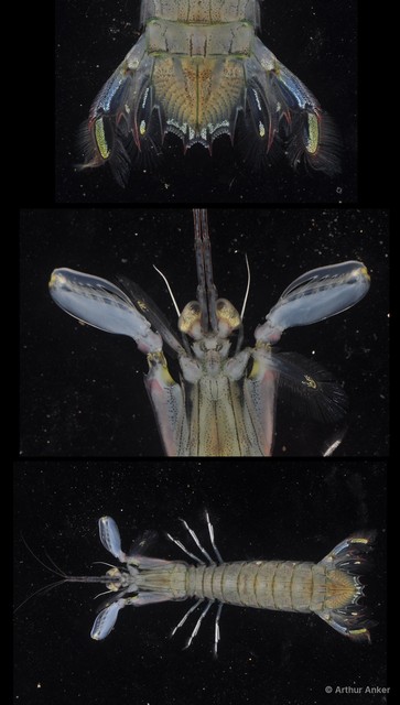 Oratosquillina inornata • © Arthur Anker • All Rights Reserved