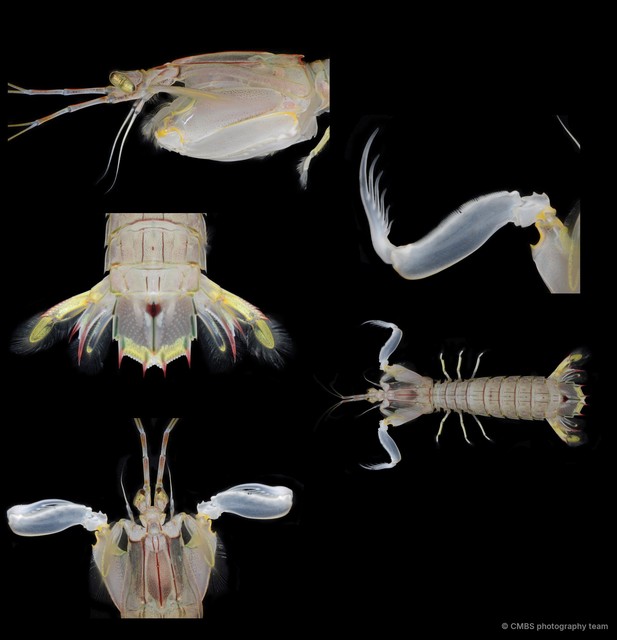Oratosquillina interrupta • © CMBS photography team • All Rights Reserved