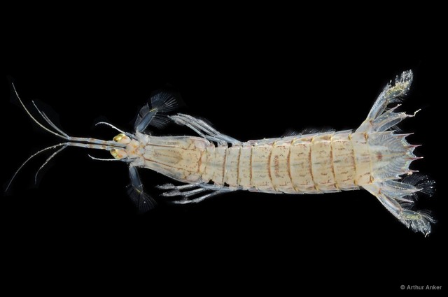 Oratosquillina perpensa • © Arthur Anker • All Rights Reserved
