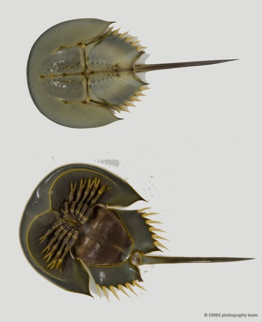 Limulidae sp. "987f3c2b" • © CMBS photography team • All Rights Reserved