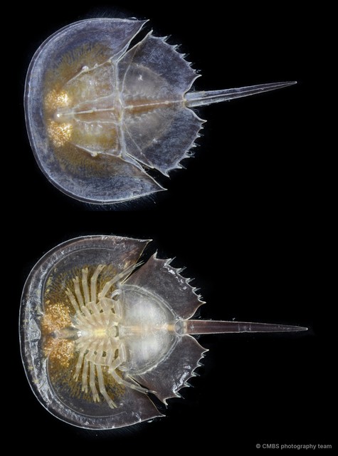 Limulidae sp. "987f3c2e" • © CMBS photography team • All Rights Reserved